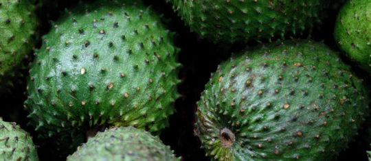 graviola corossol