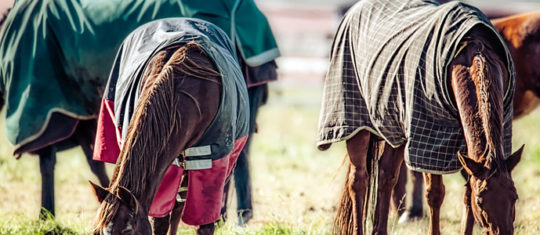 couverture pour cheval