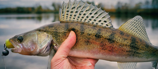 Pêche du sandre