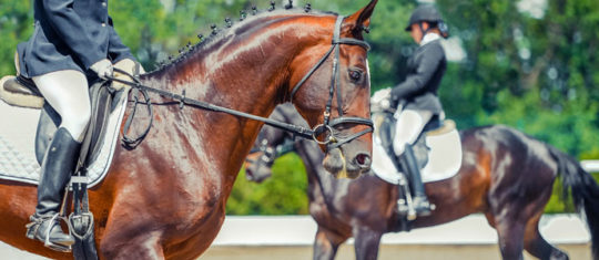 Management cheval