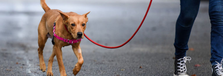 Tout savoir sur les assurances pour animaux de compagnie.