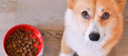 mutuelle pour chien