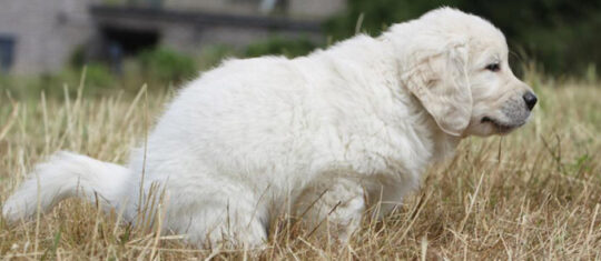diarrhée chien