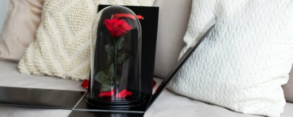 rose éternelle