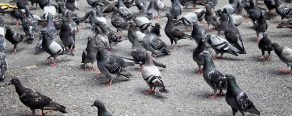 Eliminer les nuisances des pigeons