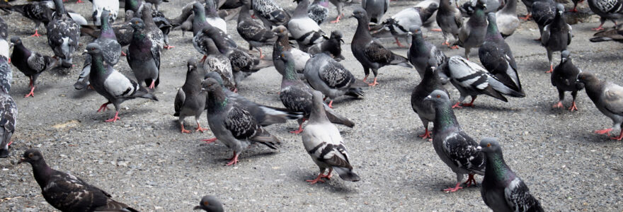 Eliminer les nuisances des pigeons